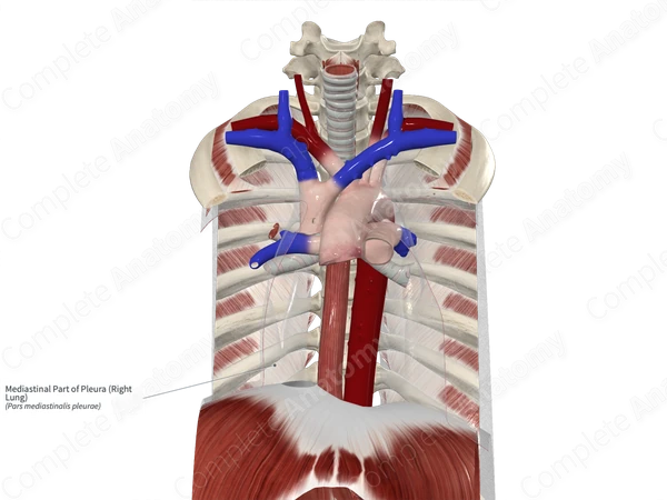 Mediastinal Part of Pleura (Right Lung)