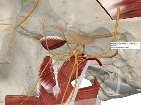 Meningeal Branch of Mandibular Nerve