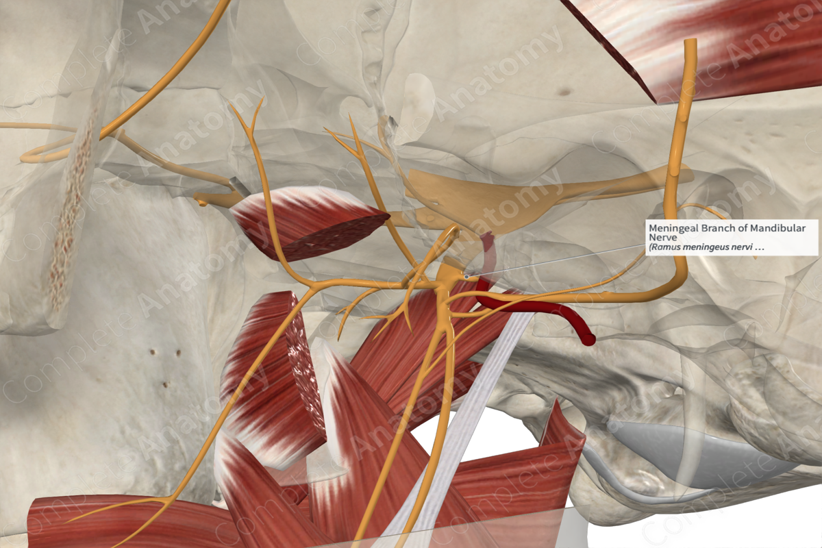 Meningeal Branch of Mandibular Nerve 