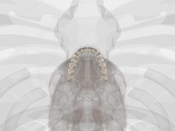 Teeth