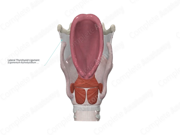 Lateral Thyrohyoid Ligament 