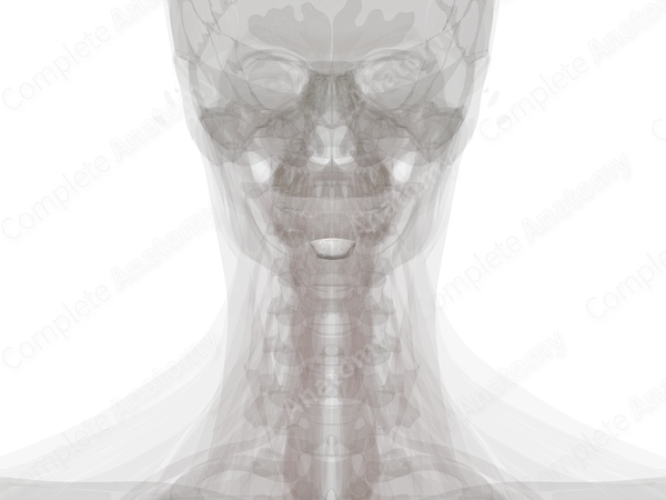 Intervertebral Disc (C2-C3)