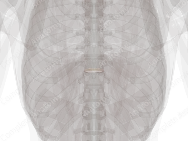 Intervertebral Disc (T9-T10)