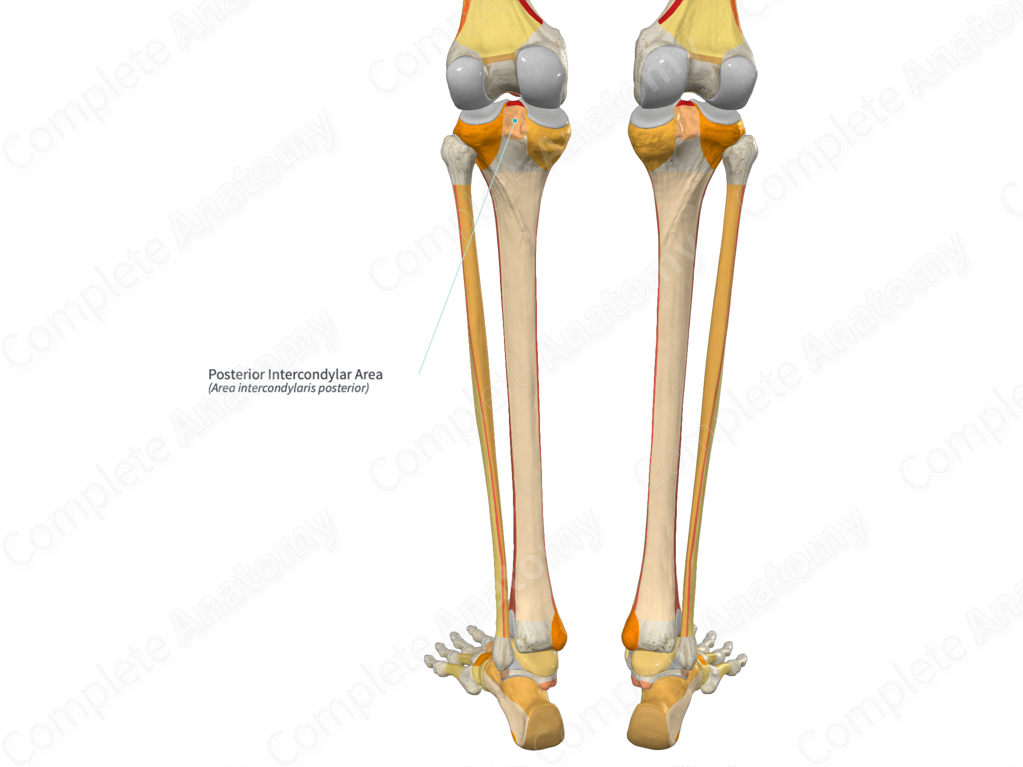 Posterior Intercondylar Area | Complete Anatomy