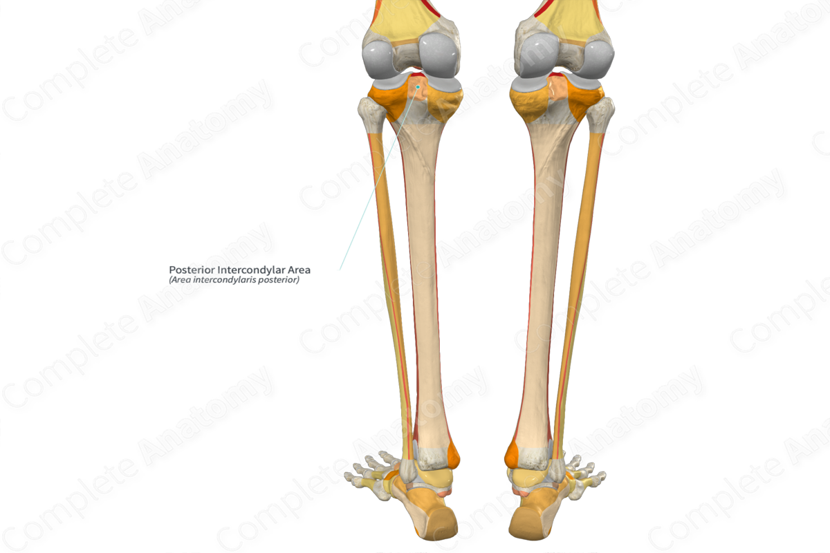 Posterior Intercondylar Area | Complete Anatomy