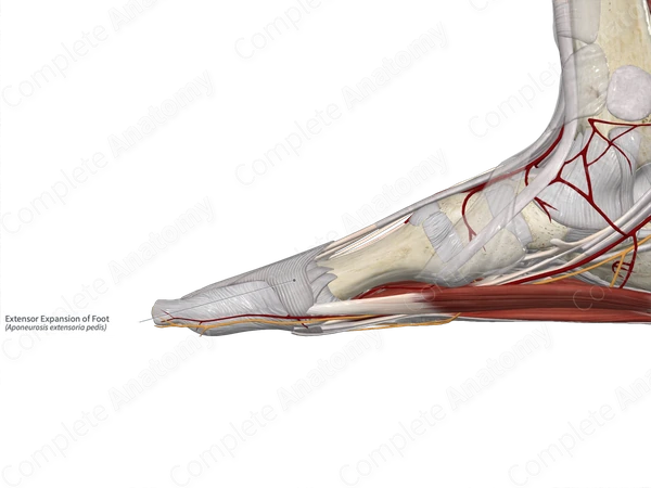 Extensor Expansion of Foot