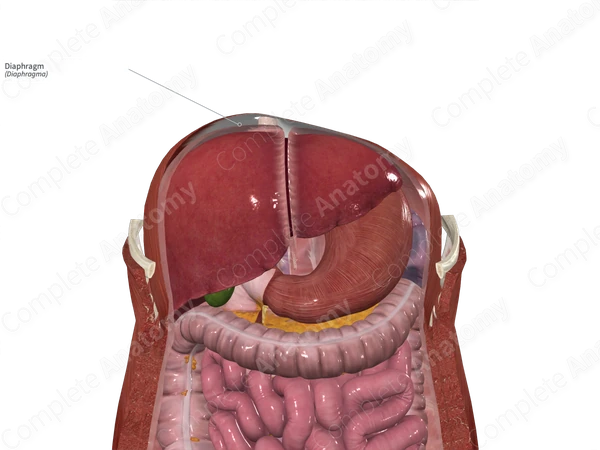 Diaphragm