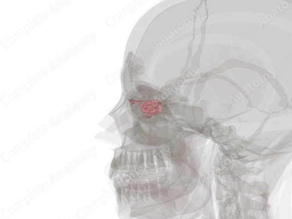 Anterior Ethmoidal Cells