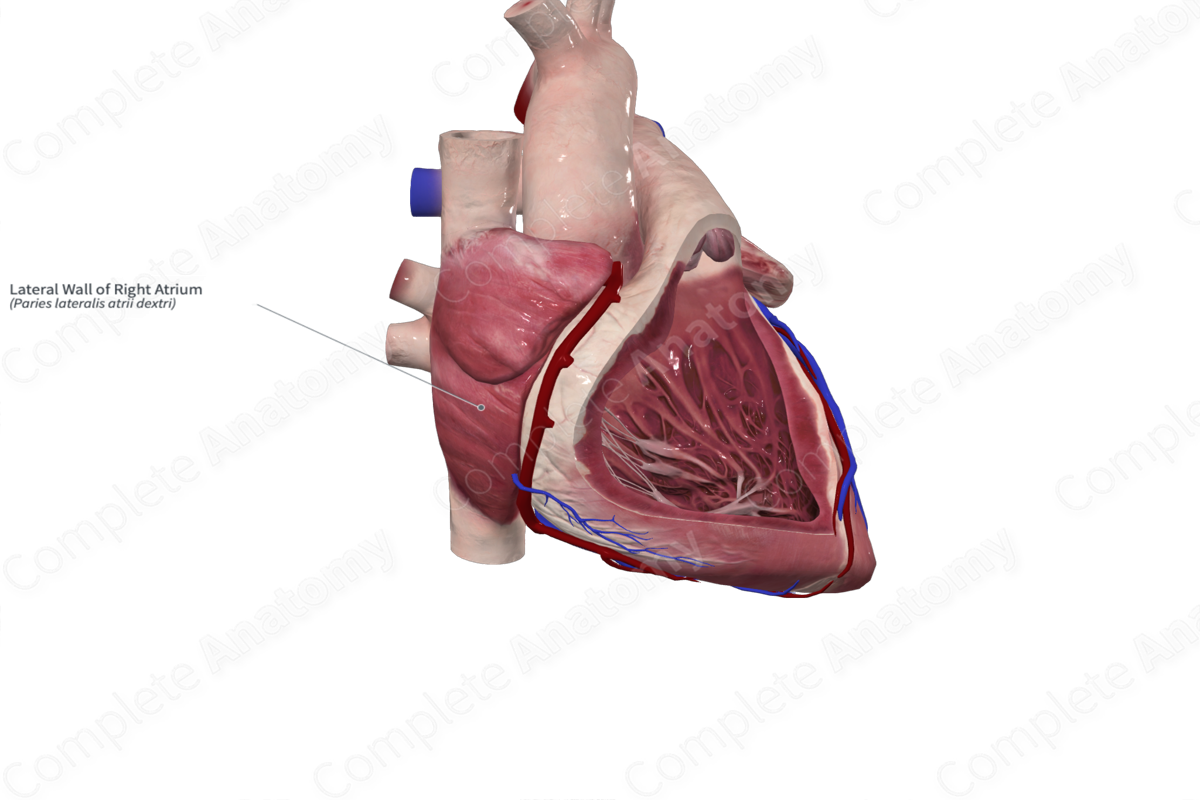 Lateral Wall of Right Atrium