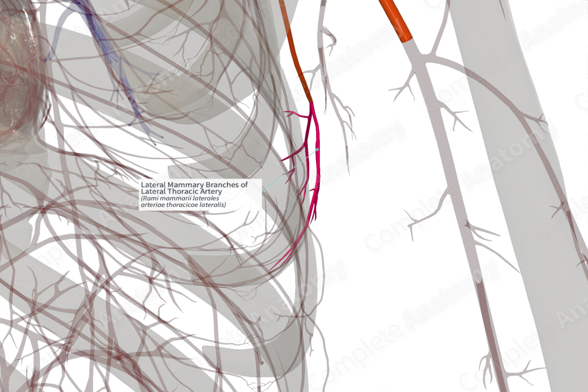 Lateral Mammary Branches Of Lateral Thoracic Artery (Left) | Complete ...