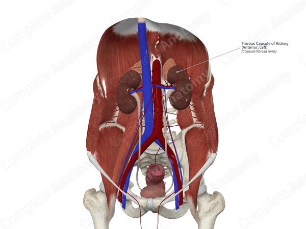 Fibrous Capsule of Kidney (Anterior; Left)