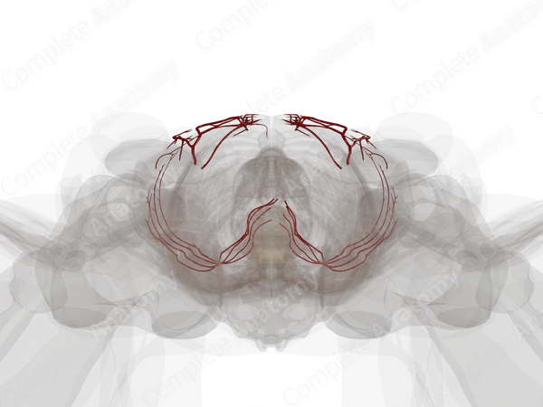 Arteries of Abdominal Wall