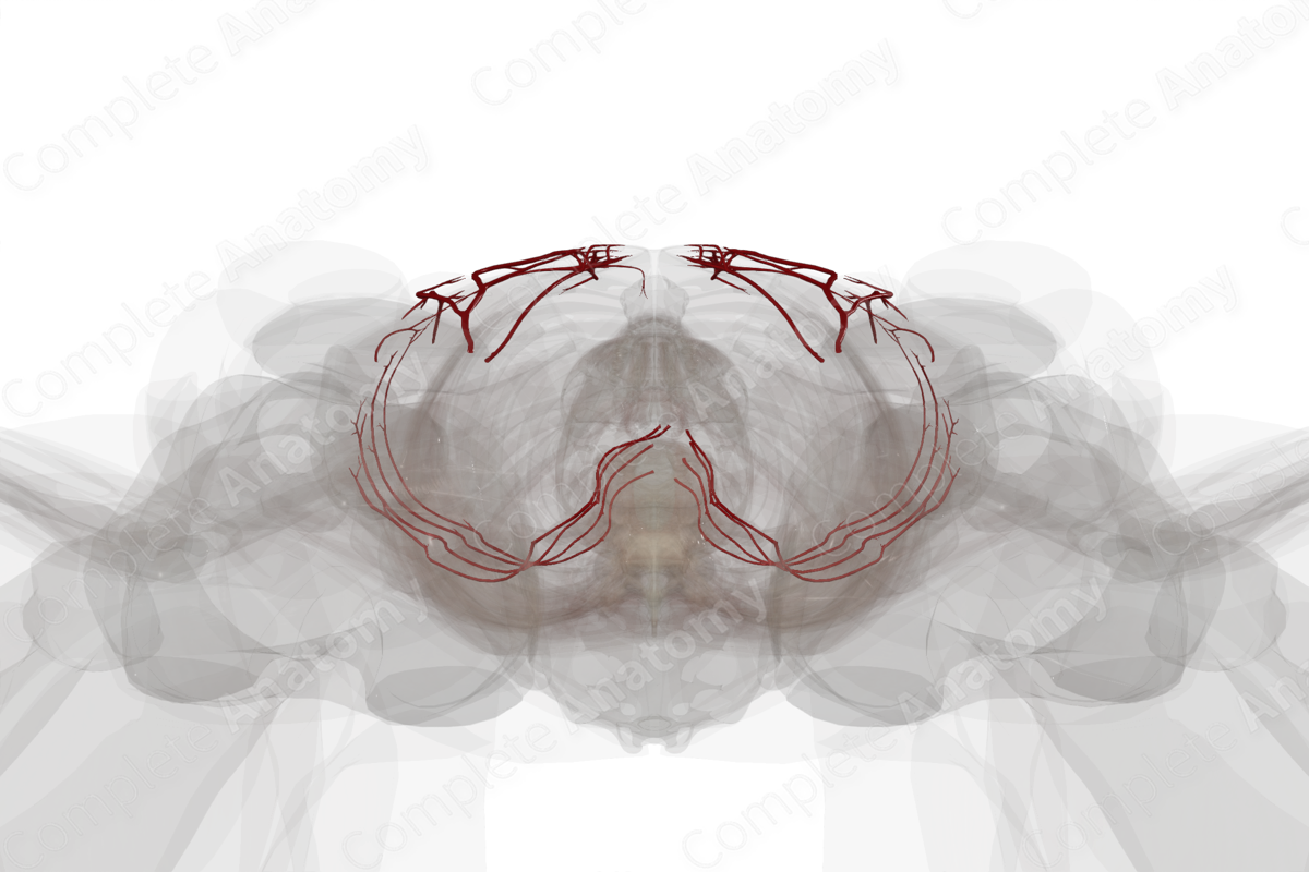 Arteries of Abdominal Wall