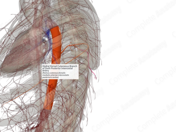 Medial Dorsal Cutaneous Branch of Sixth Posterior Intercostal Artery (Right)
