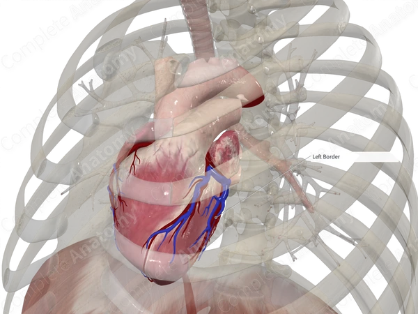 Left Marginal Vein of Heart
