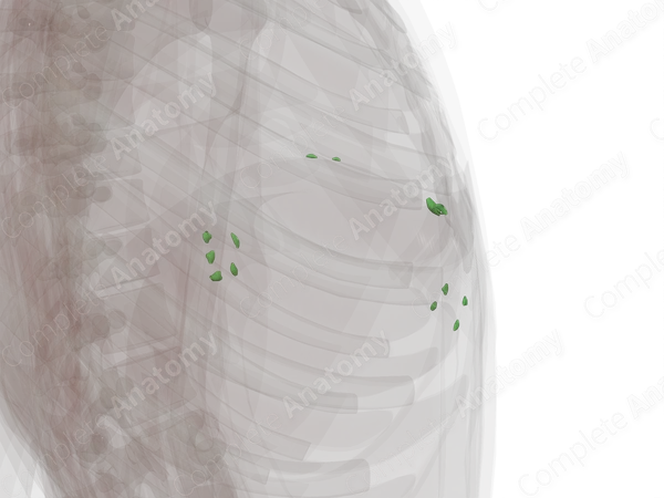 Superior Diaphragmatic Nodes