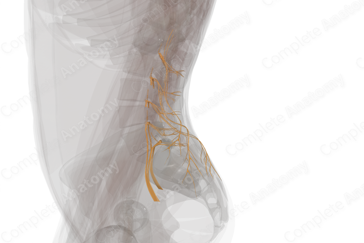 Lumbar Nerves