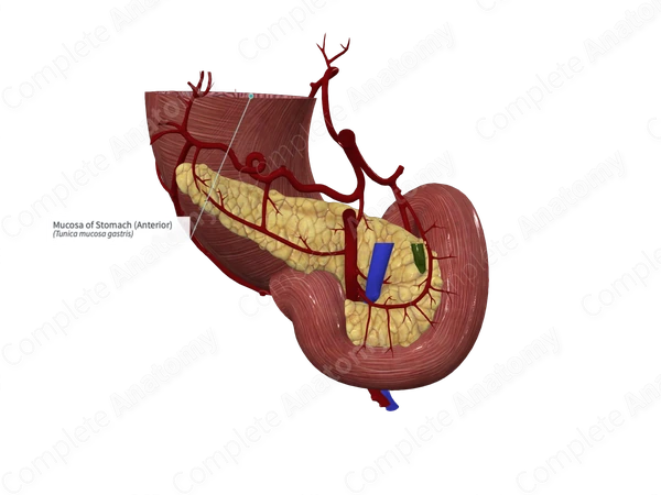 Mucosa of Stomach (Anterior)