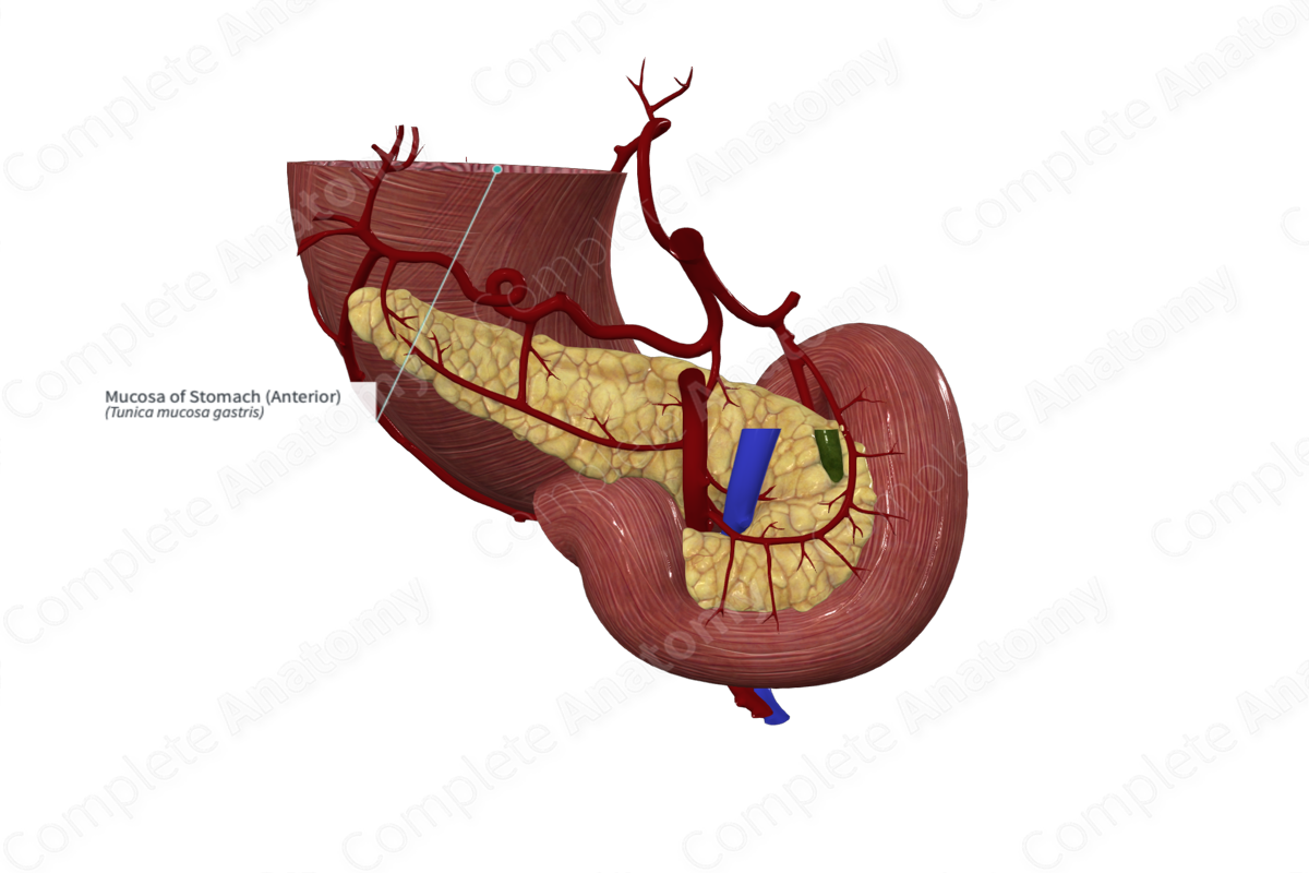 Mucosa of Stomach (Anterior)