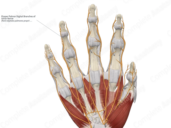 Proper Palmar Digital Branches of Ulnar Nerve