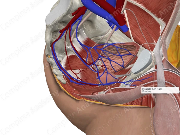 Prostate (Left Half) | Complete Anatomy