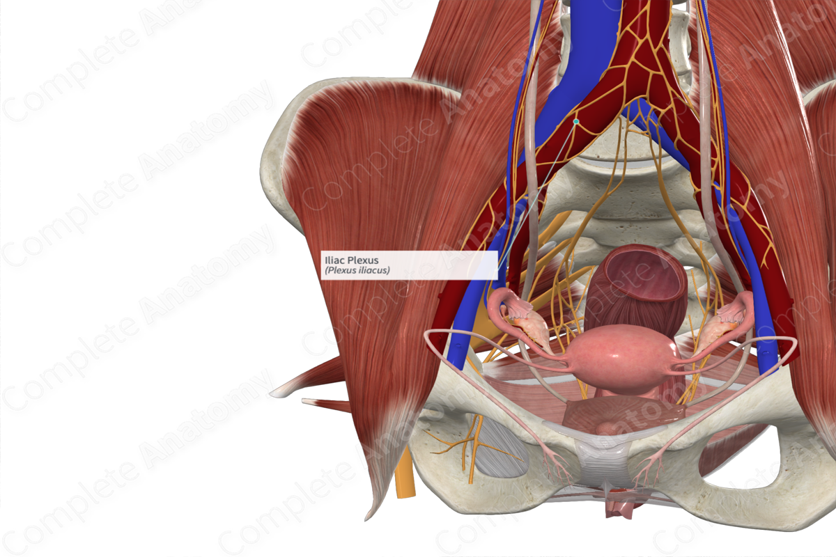 Iliac Plexus | Complete Anatomy