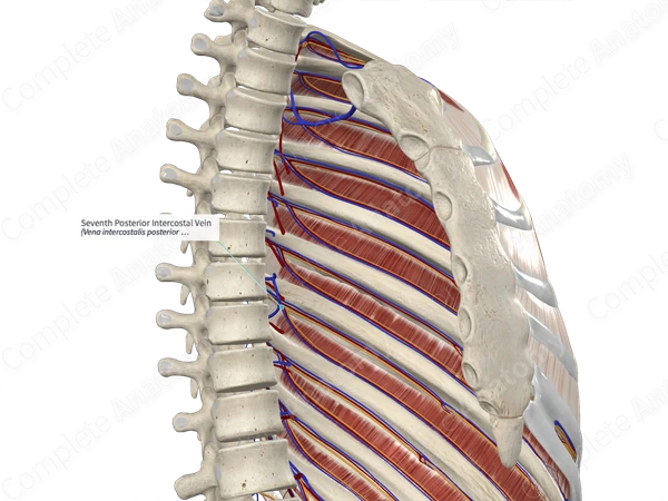 Seventh Posterior Intercostal Vein