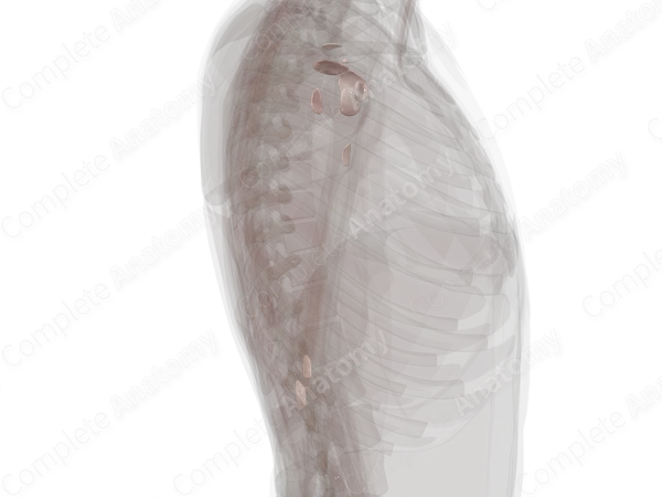 Bursae of Upper Limb (Left)