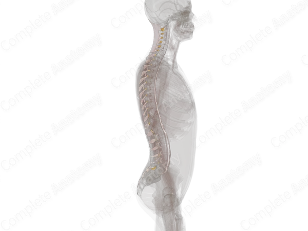Fibrous Joints of Vertebral Column
