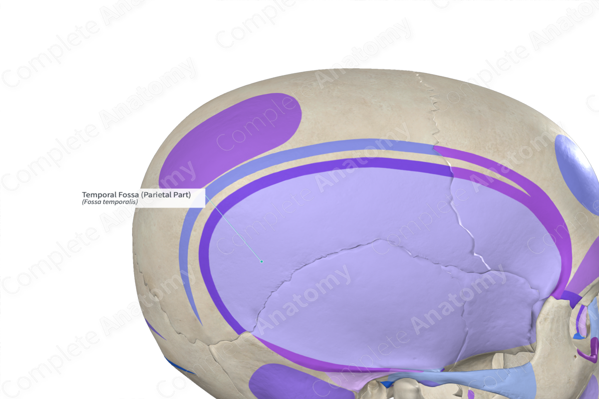 Temporal Fossa (Parietal Part)