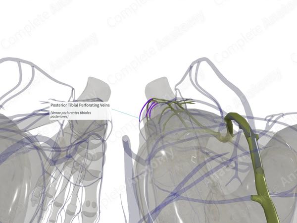 Posterior Tibial Perforating Veins (Left)