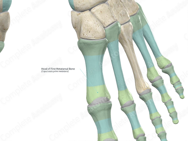 Metatarsal Head Anatomy The Reliability Of Talonavicular Uncoverage To