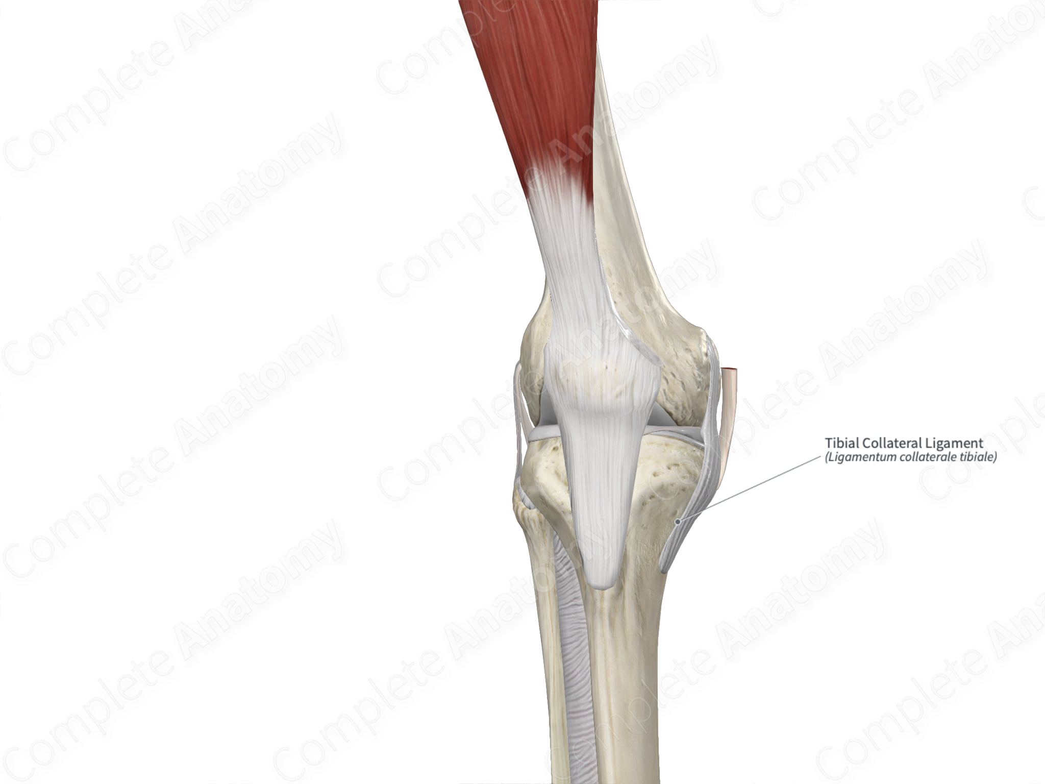 Tibial Collateral Ligament Complete Anatomy 6679