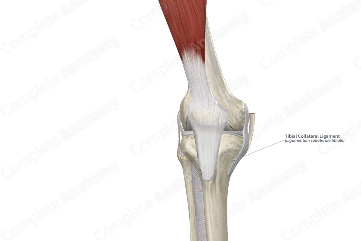 Tibial Collateral Ligament