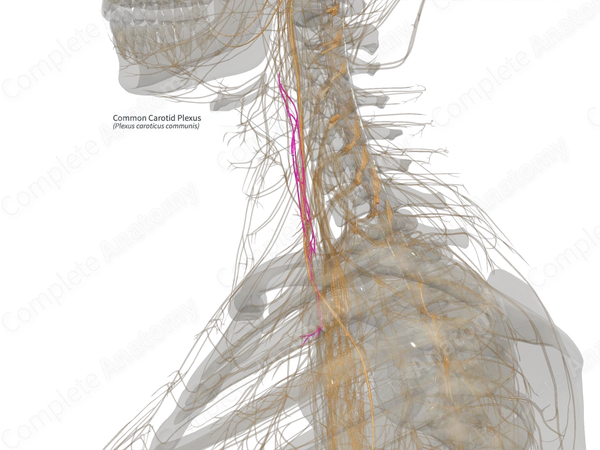Common Carotid Plexus (Left)