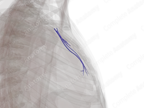 Veins of Mediastinum