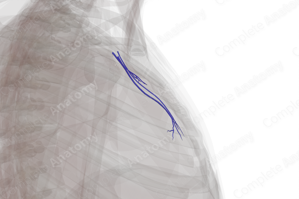 Veins of Mediastinum