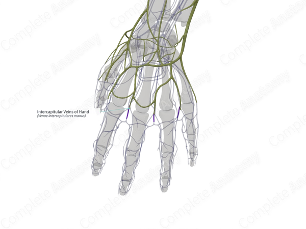 Intercapitular Veins of Hand (Right)
