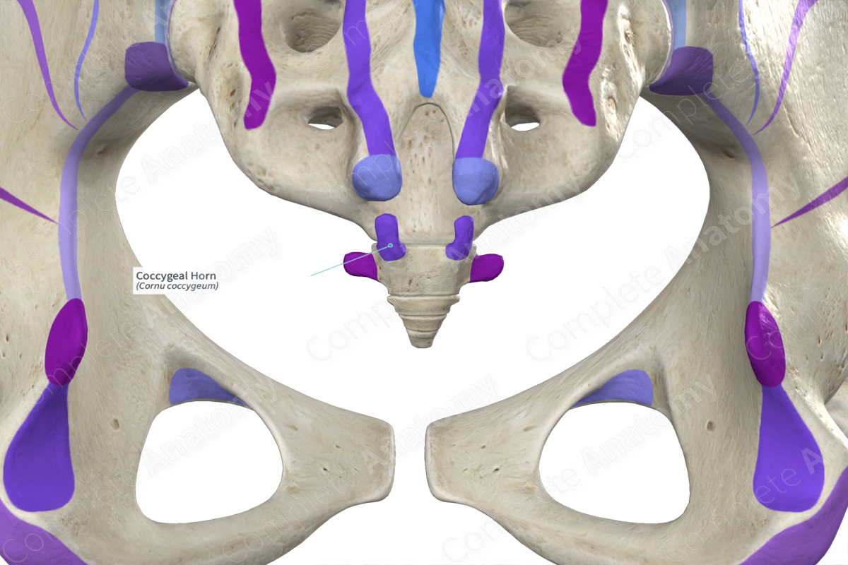 Coccygeal Horn (Left)