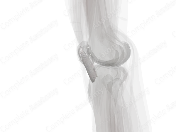 Retinacula of Knee Joint (Left)