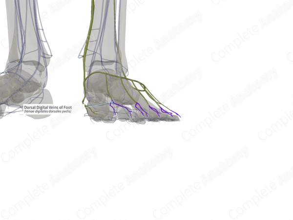 Dorsal Digital Veins of Foot (Left)