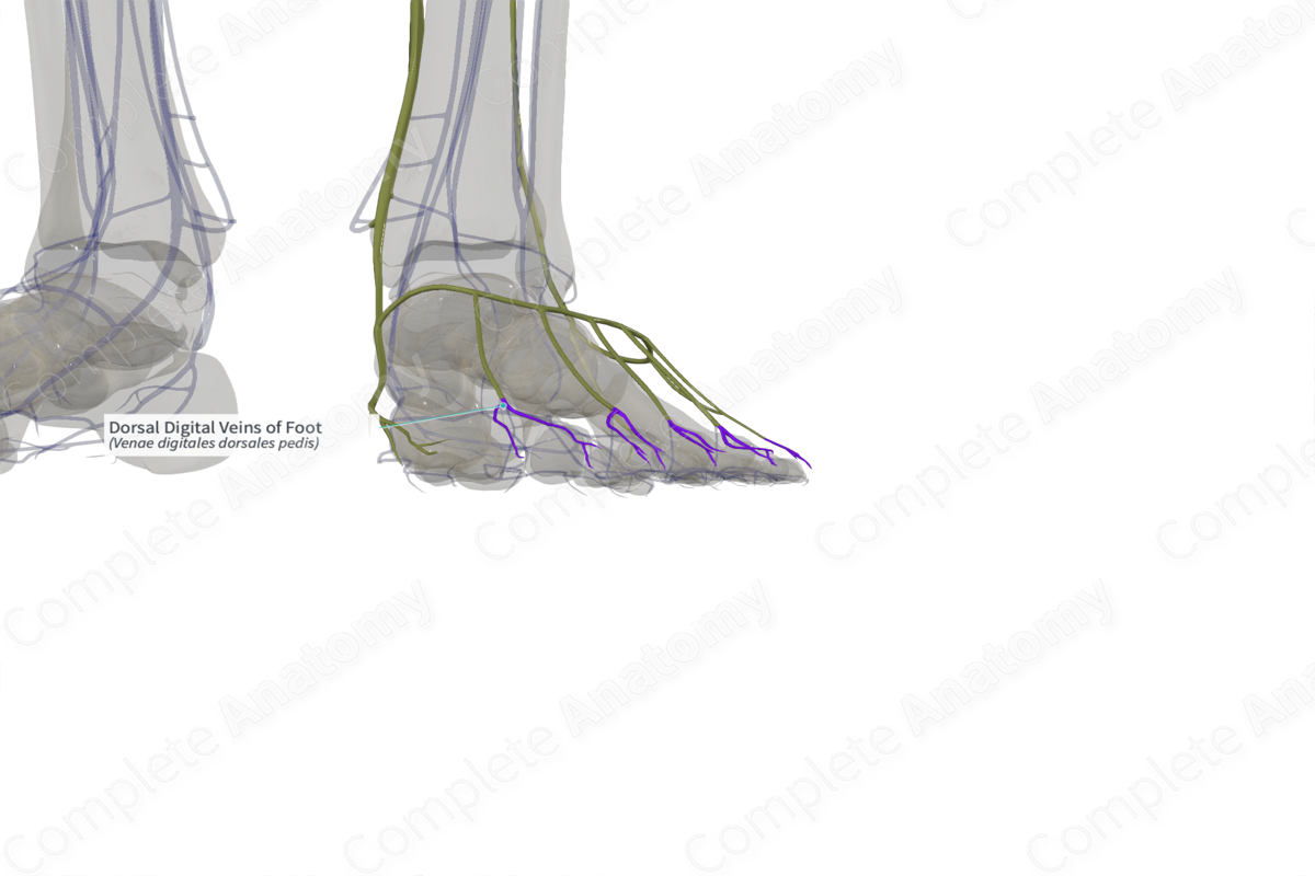 Dorsal Digital Veins of Foot (Left)