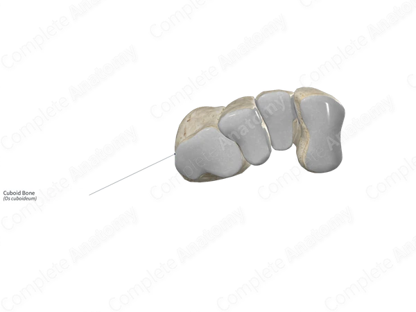 Cuboid Bone 