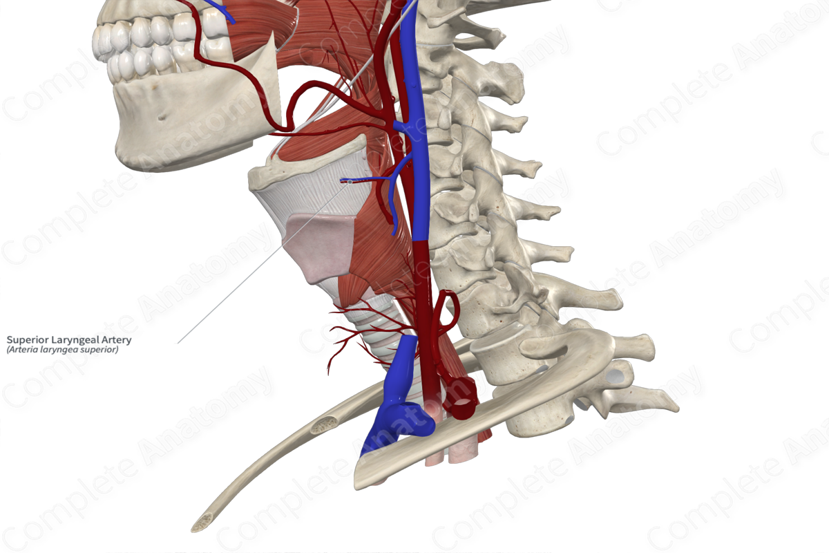 Superior Laryngeal Artery 