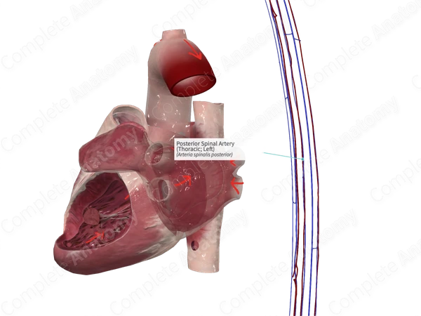 Posterior Spinal Artery (Thoracic; Left)