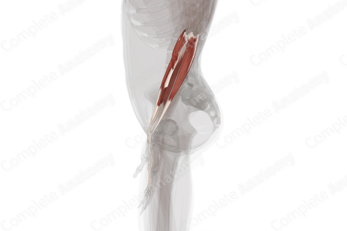 Superficial Part of Anterior Compartment of Forearm (Left)