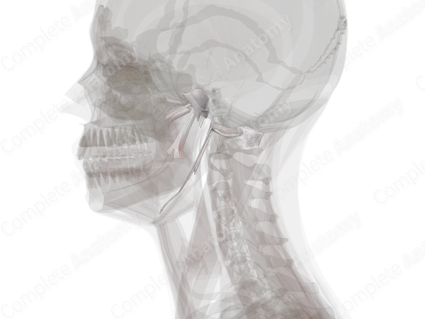 Joints of Skull