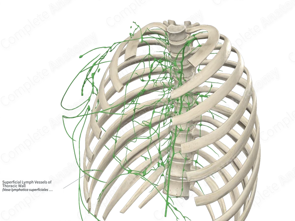Superficial Lymph Vessels of Thoracic Wall