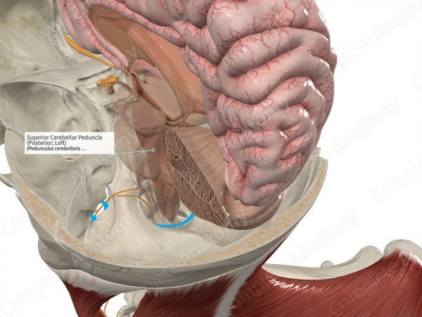 Superior Cerebellar Peduncle (Posterior; Right)