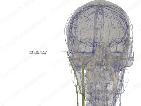 Middle Temporal Vein (Left)
